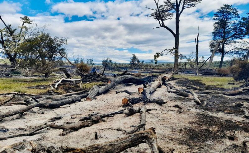 Aseguran que están controlados los 3 focos de incendios forestales Aseguran que están controlados los 3 focos de incendios forestales