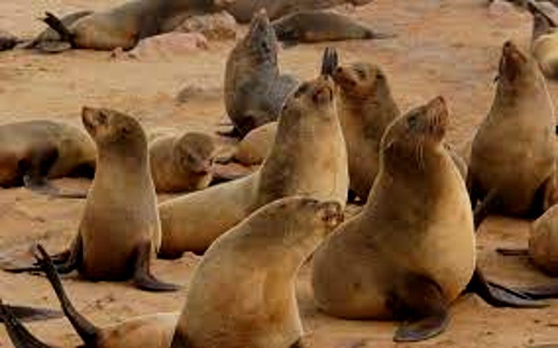 Constatan el regreso de las focas a una colonia de las Shetland