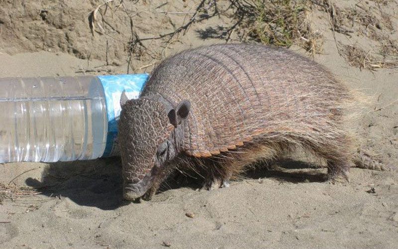 Autorizan la caza del Peludo en la Provincia 