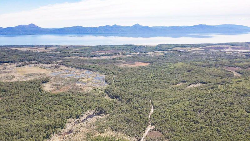 Extendieron el plazo para presentar planes de manejo forestal
