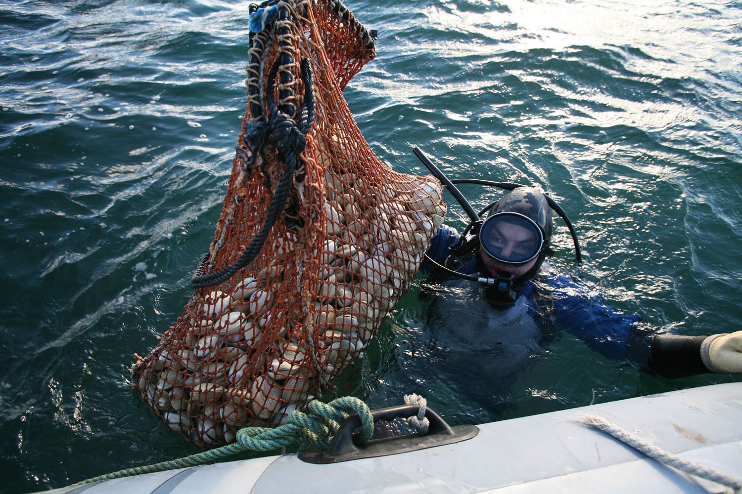 Se declaró la veda de recolección, comercialización y consumo de moluscos bivalvos 