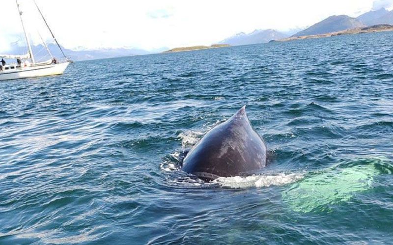 Liberaron a una ballena atrapada en el Beagle 