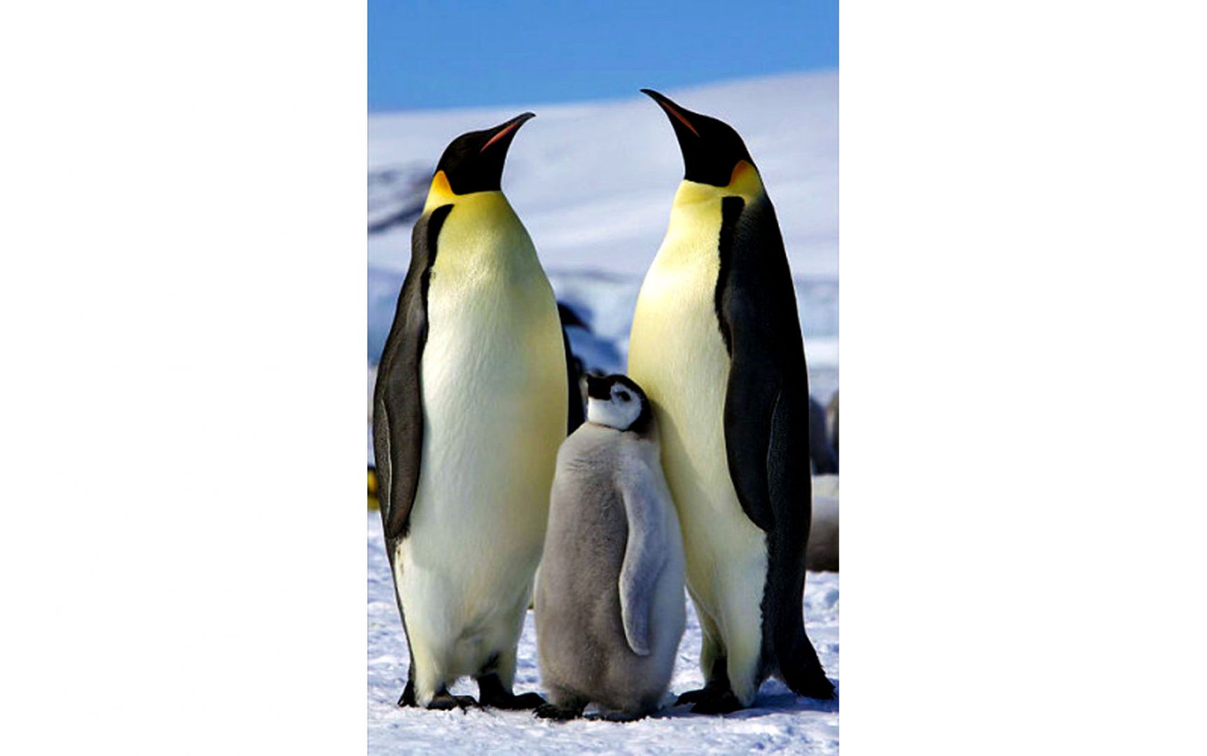 Contaron unos 600 mil pingüinos emperador en la Antártida 