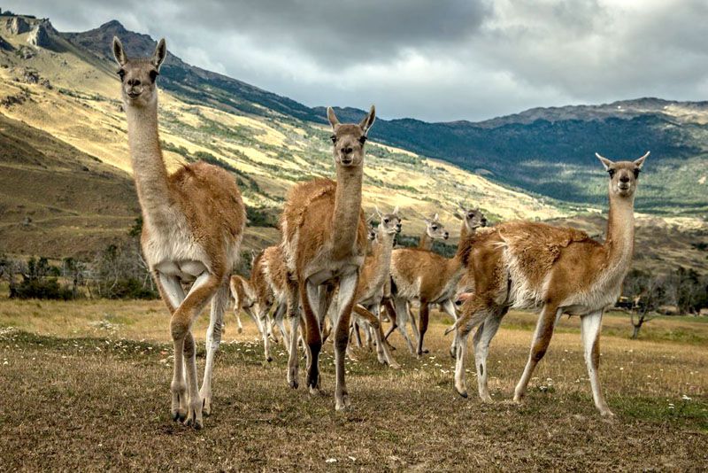 La carne de guanaco tiene menos colesterol y más proteínas