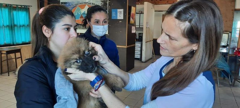 El programa municipal “Zoonosis Más Cerca” recorre los barrios de la ciudad