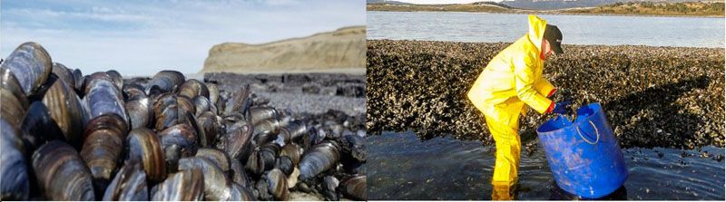 Dan recomendaciones para producir moluscos según la UE