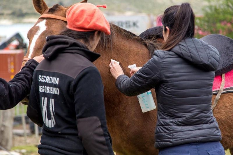 Zoonosis municipal realizó una nueva jornada de chipeo de equinos