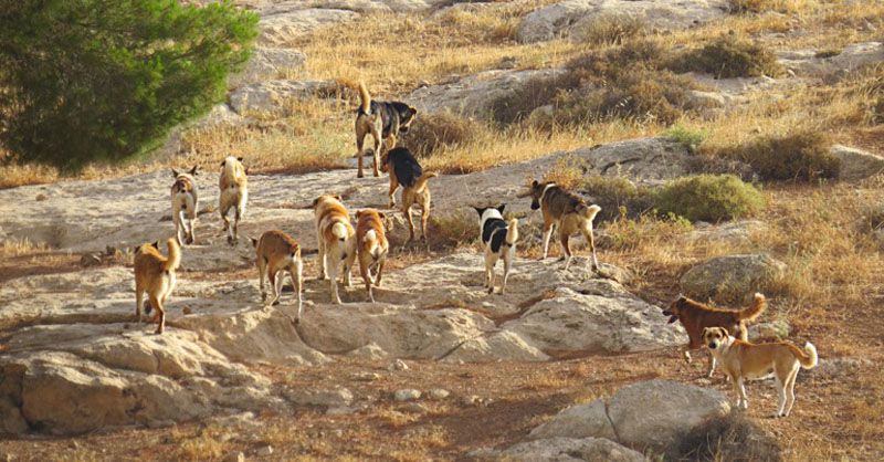 Declaran “especie exótica invasora” a los perros asilvestrados
