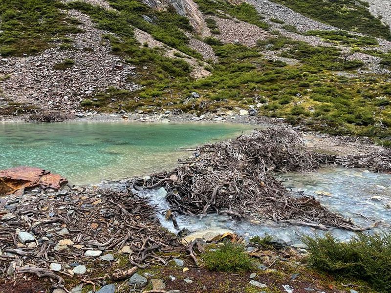 El daño irreparable del castor
