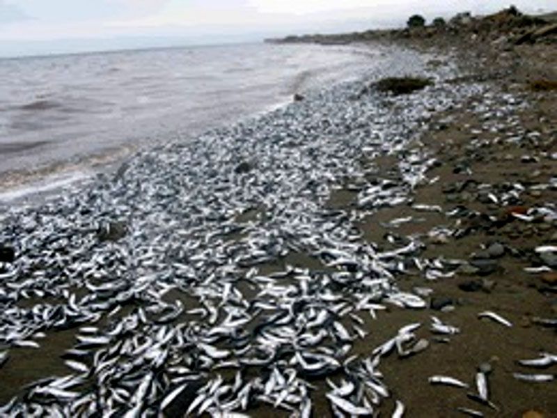 Primer registro de cardumen de sardinas en costas fueguinas