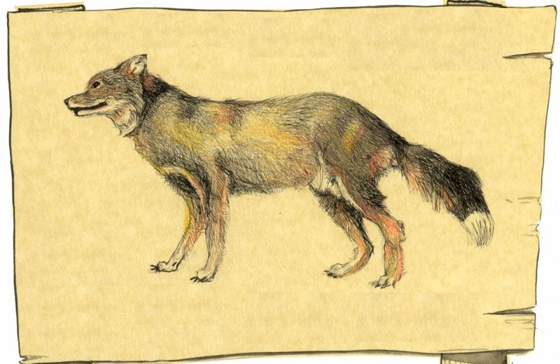 Darwin intrigado por la existencia del lobo de Malvinas