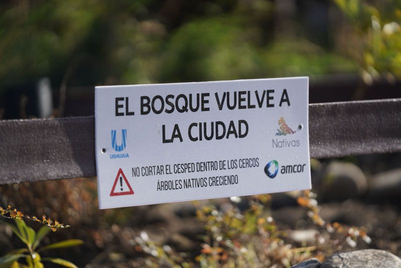 Plantar un árbol…