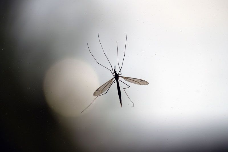 Se reportaron siete casos de dengue que vinieron del norte