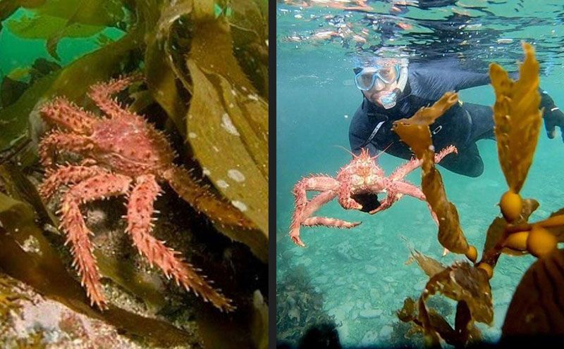 Insisten en la importancia de proteger los bosques submarinos 