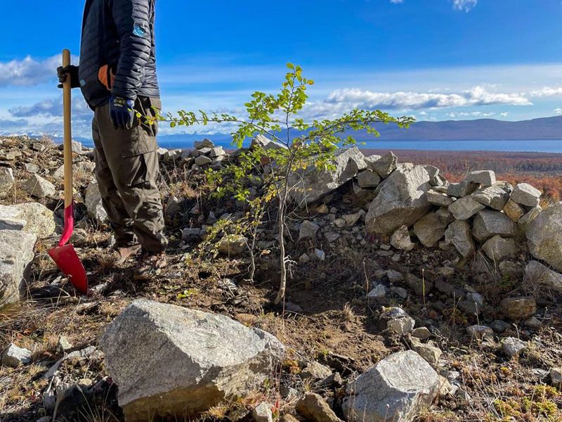 Se alcanzó alto nivel de supervivencia de renovales de lenga 