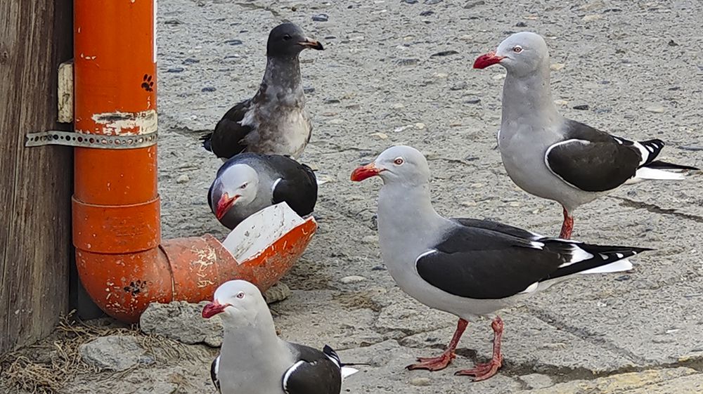 ¿Para qué especie?