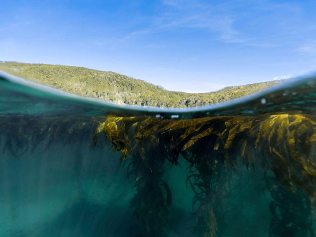 Parques Nacionales declaró de interés la conservación de los bosques de macroalgas