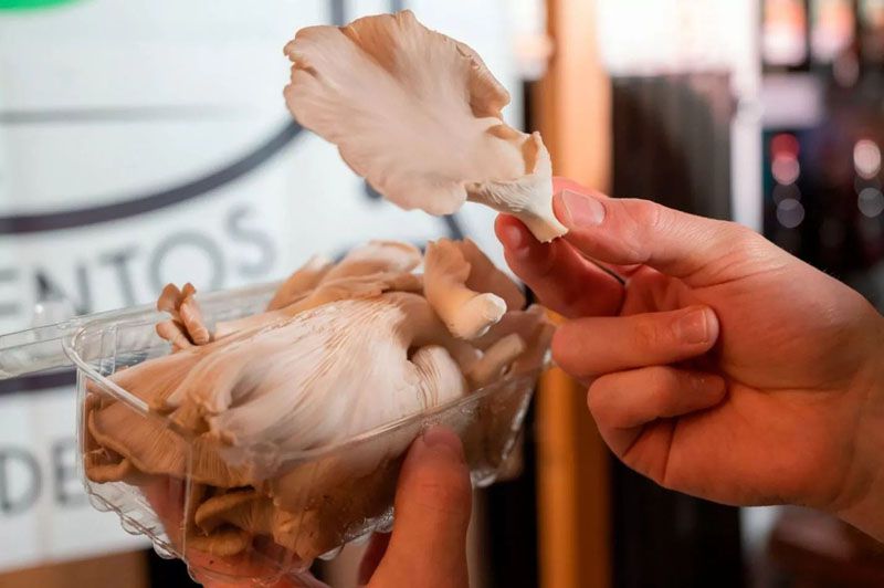 Productores de hongos comestibles participaron del programa GustAR