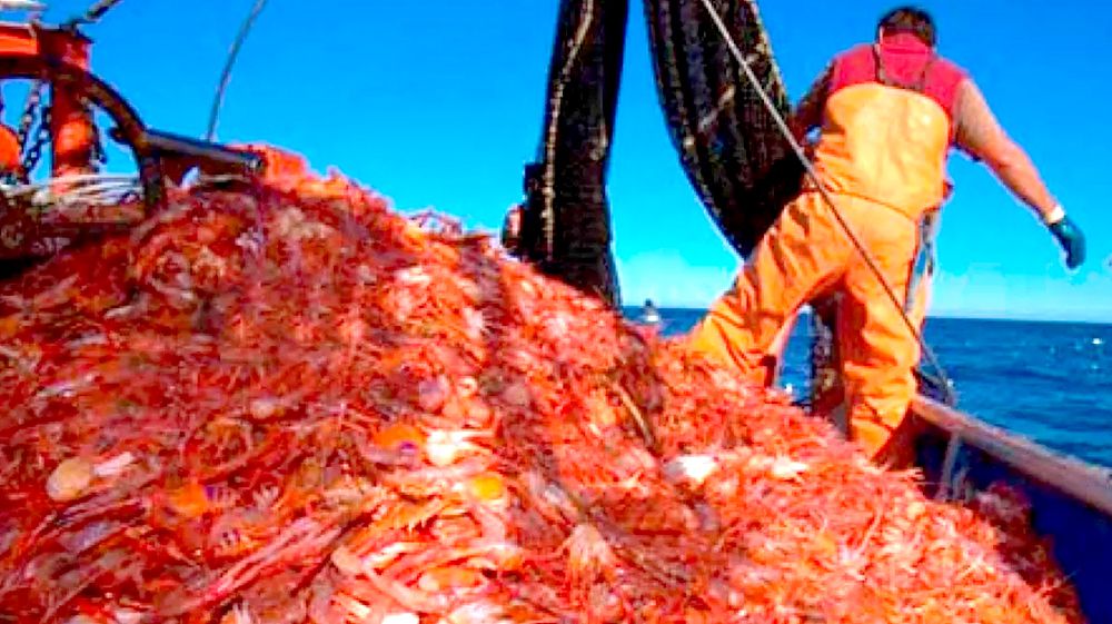 Depredación: devuelven al mar diez toneladas de langostino 