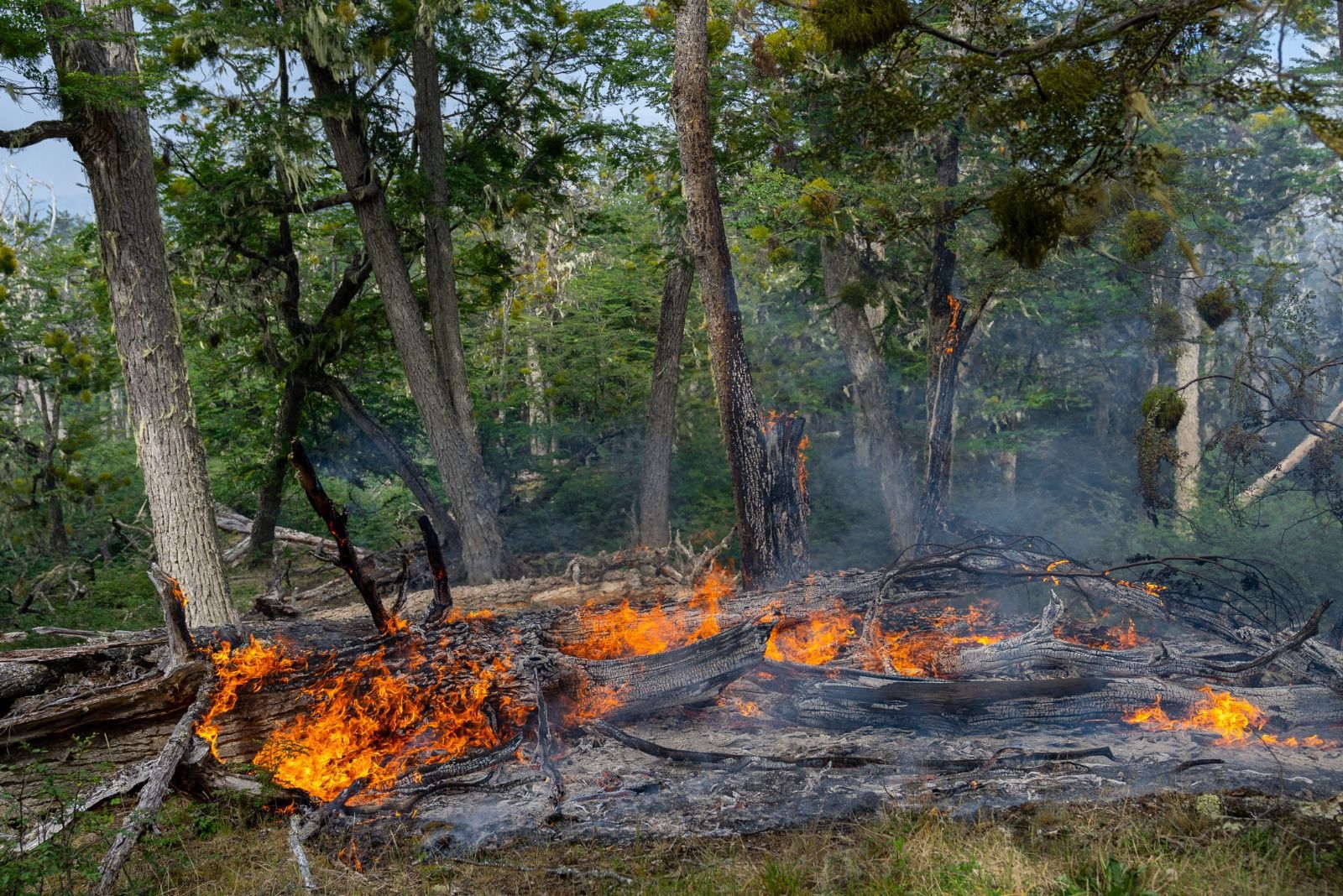 Alertan por riesgo de incendios forestales 
