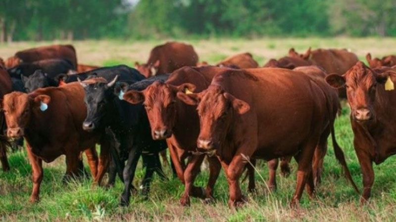 Por primera vez en el año, cayó el volumen de exportaciones de carne