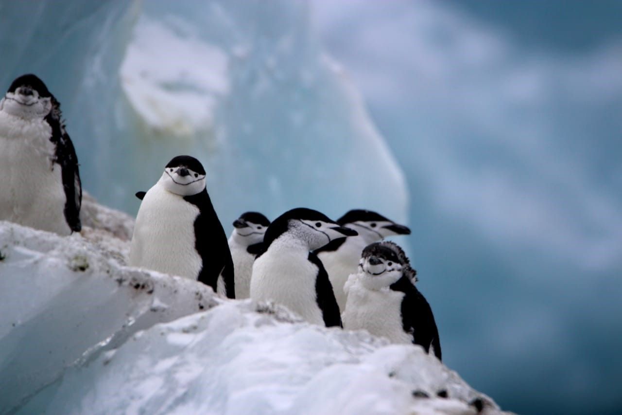 Los pingüinos de Madagascar