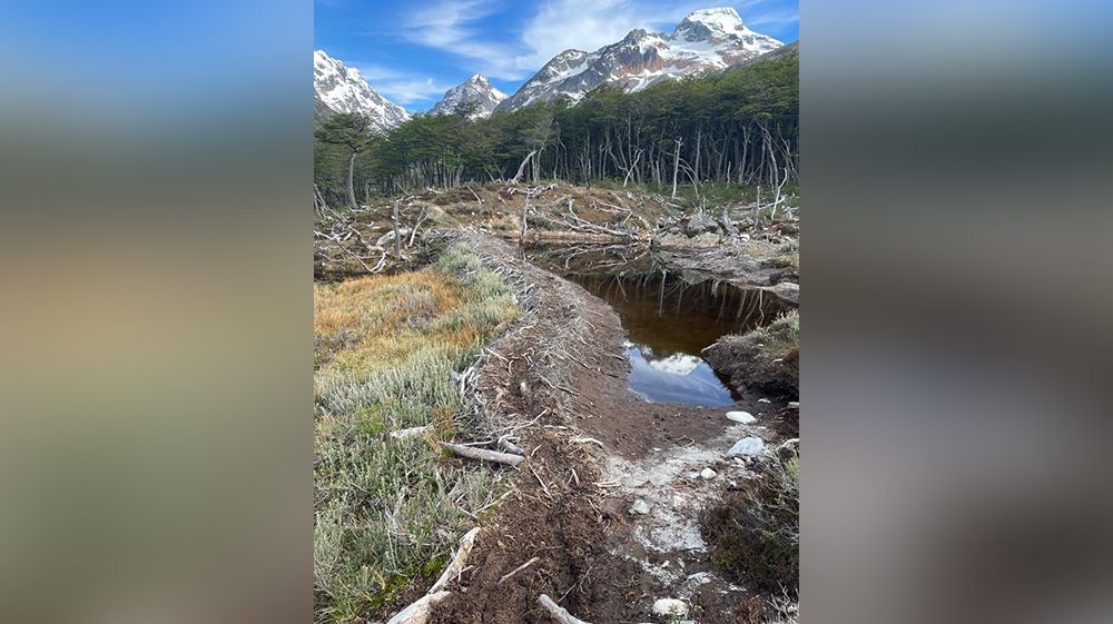 Más y más castoreras