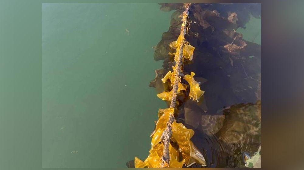 Proponen siembra de macroalgas en Tierra del Fuego