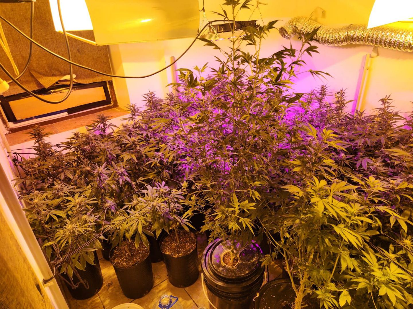 Secuestran 90 plantas de marihuana en dos allanamientos 