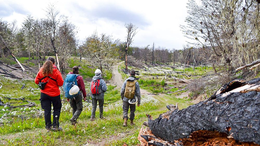 Profesionales relevaron el impacto en la flora tras el incendio en el Corazón de la Isla