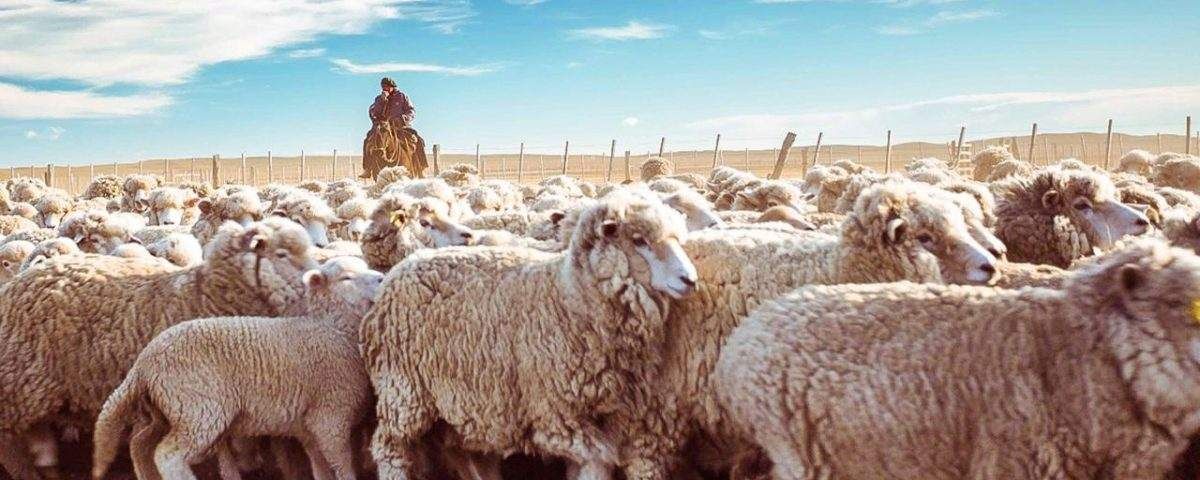 Buscan crear valor agregado a la producción bovina y ovina