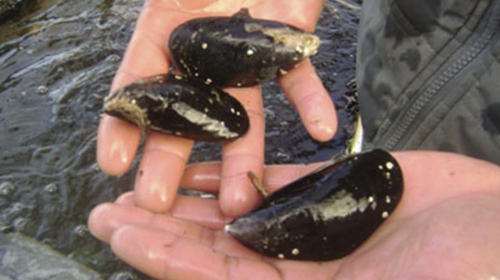 Detectan en Lapataia el mayor índice mundial de marea roja