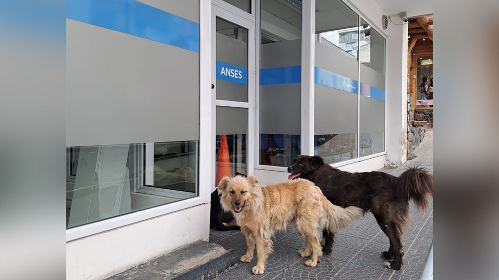 Por más que hagan cola…