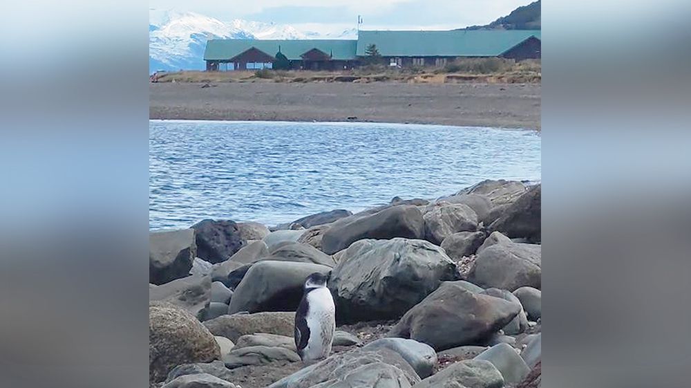 Explican la presencia de un pingüino solitario en la costa del Beagle