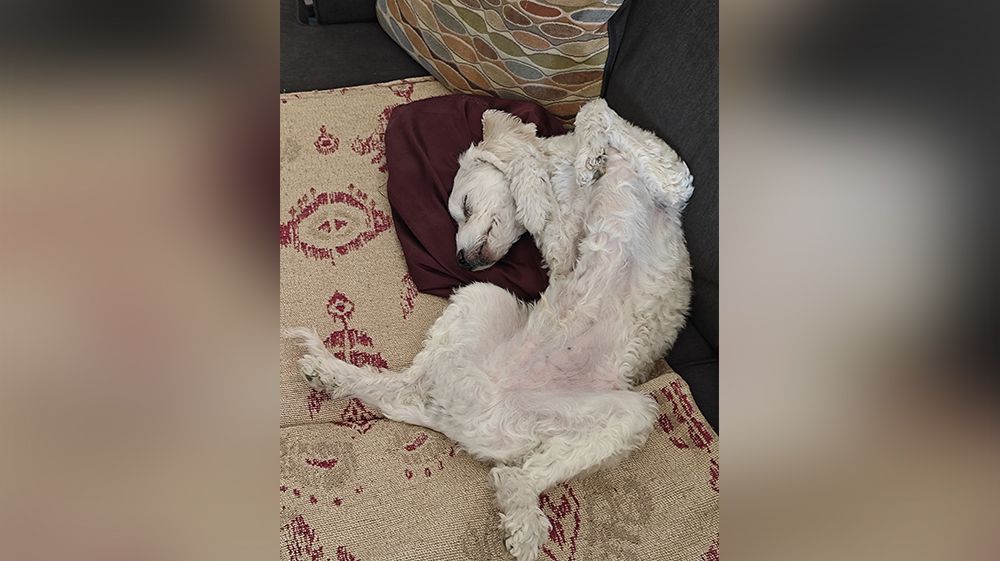 Vida de perros