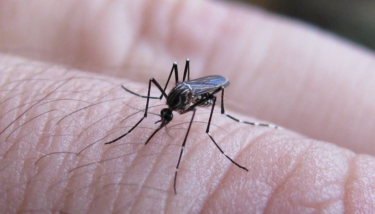 Se contabilizan 78 casos de dengue en la provincia