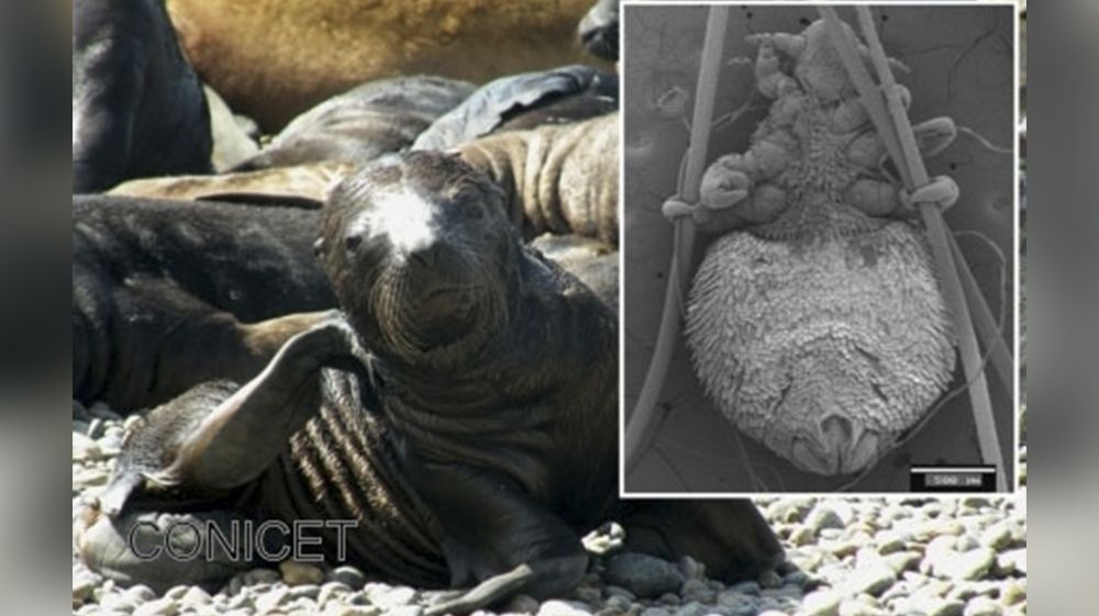 Divulgan investigación sobre los piojos de los lobos marinos