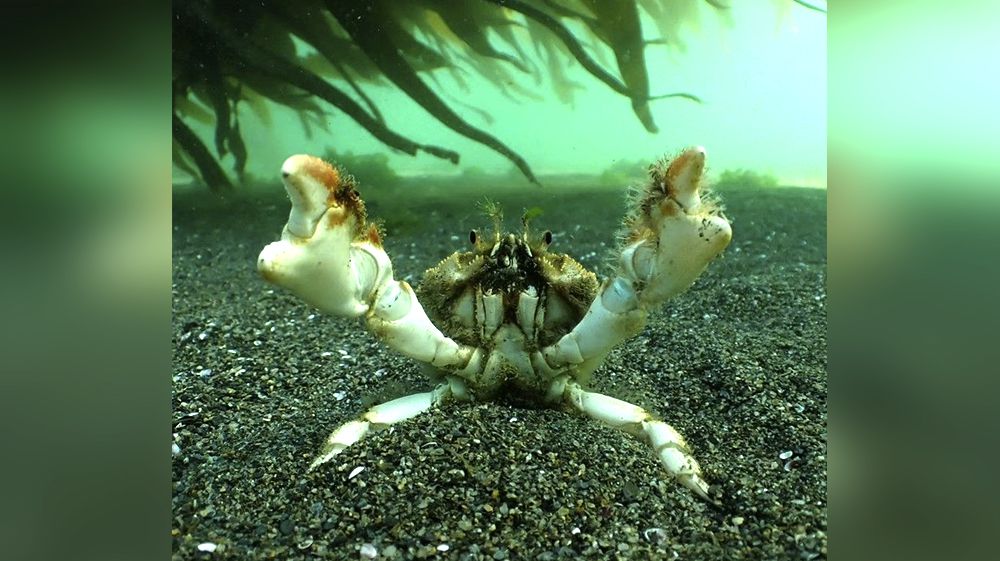 Día Mundial de los Océanos 2024 en Ushuaia