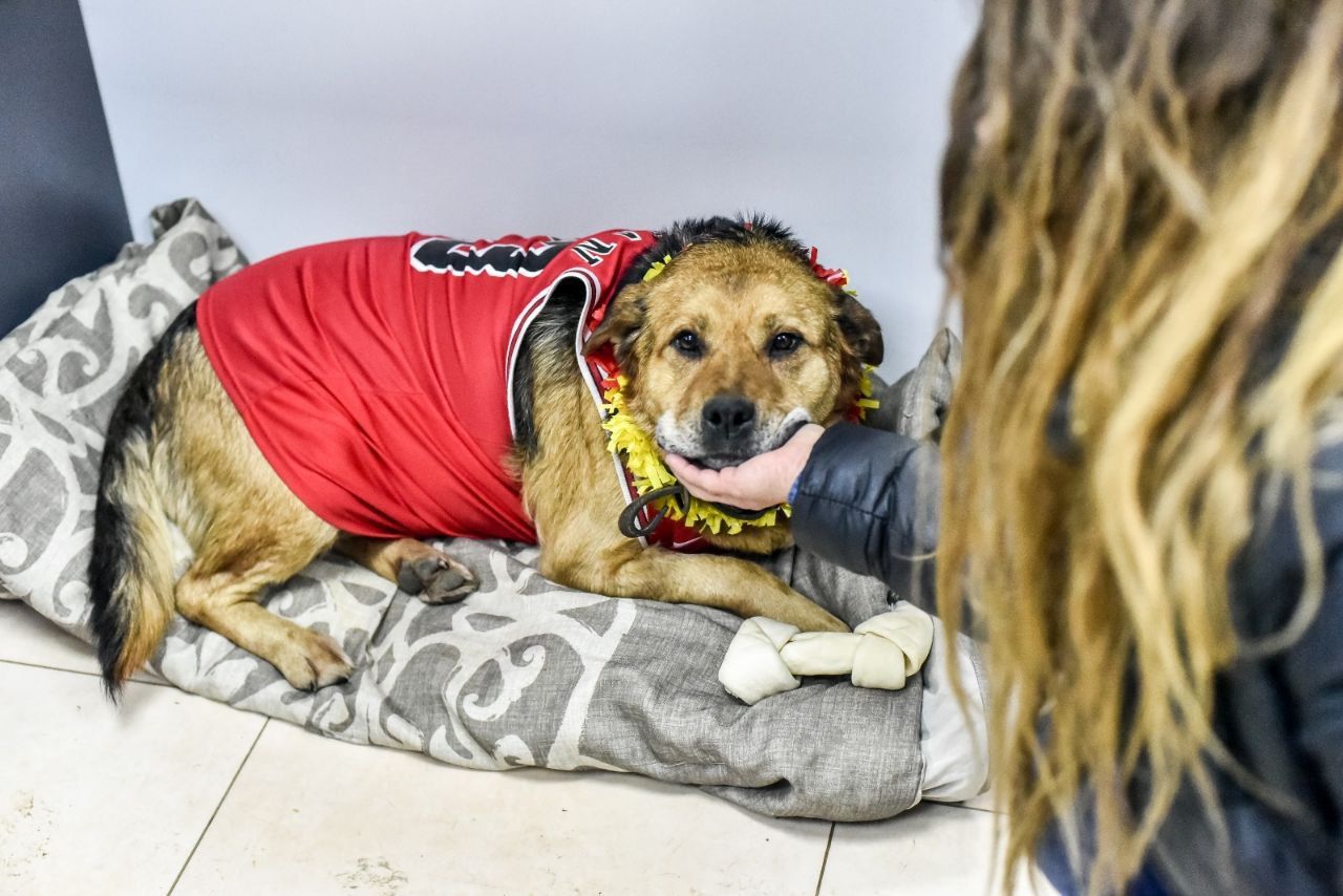 Zoonosis celebró los cumpleaños de los perros que aguardan ser adoptados