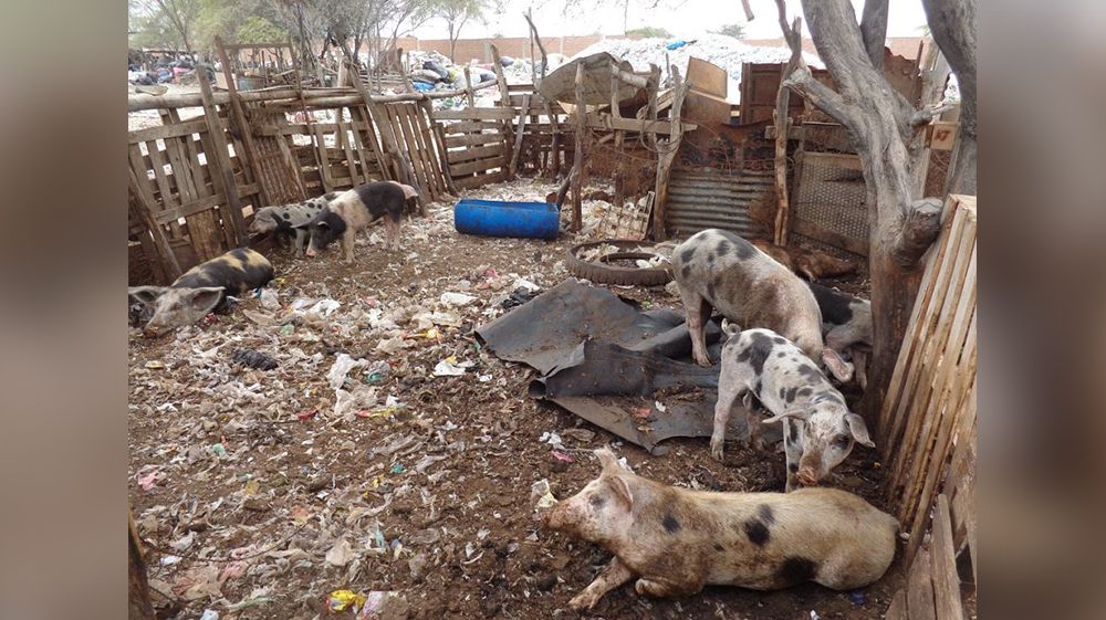La culpa no es solo del chancho, sino también de quienes lo dejan contaminar