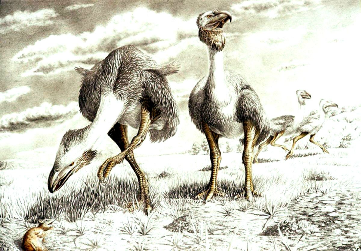 Encuentran huellas de aves de millones de años en Antártida