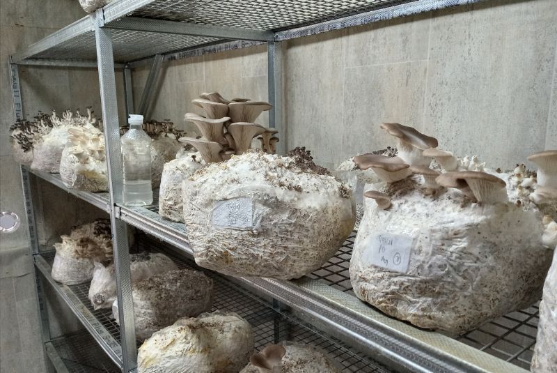 Avanza el proyecto para producir hongos comestibles 