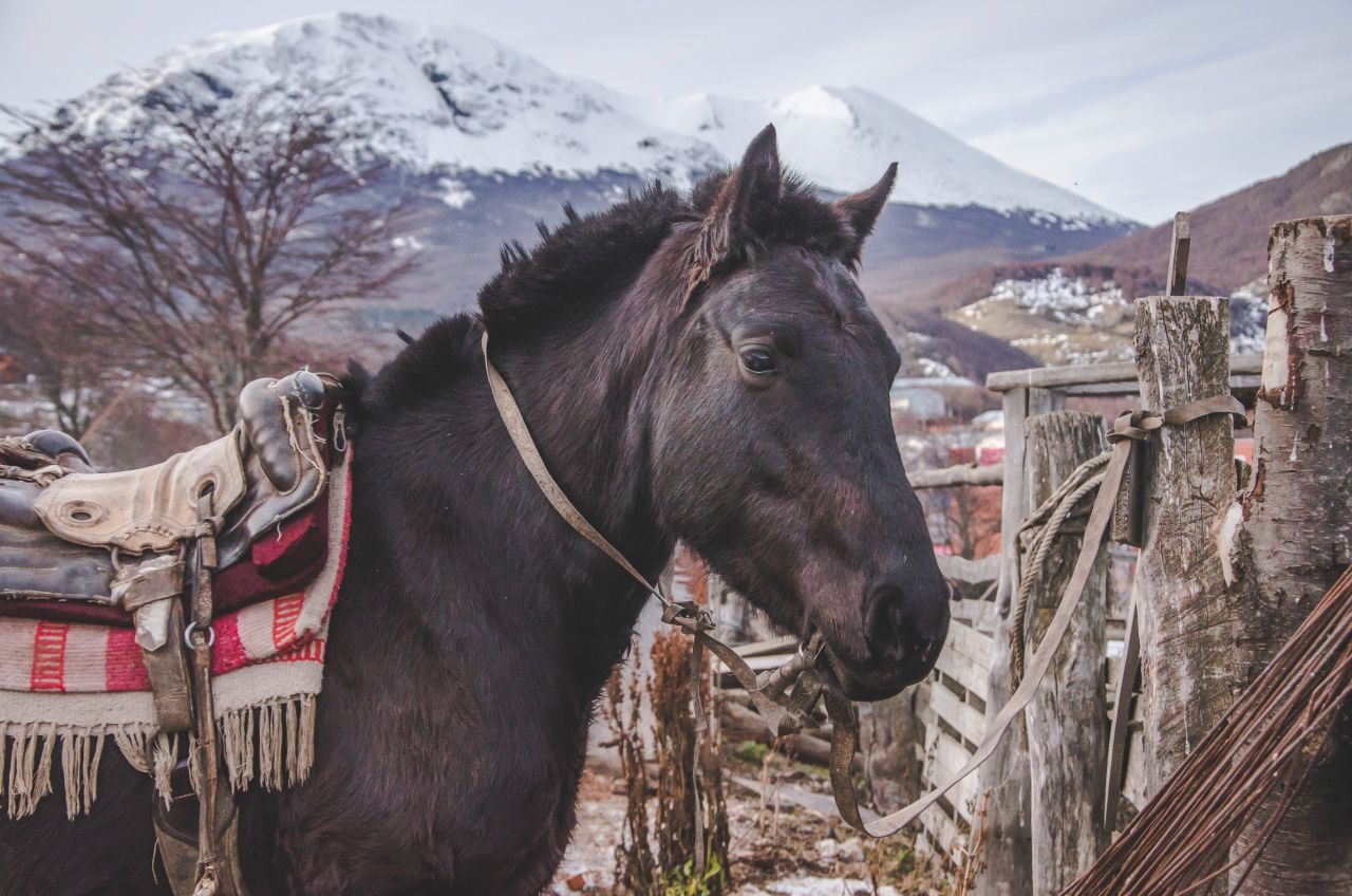 La Municipalidad recuerda la vigencia de normativas para la protección de equinos