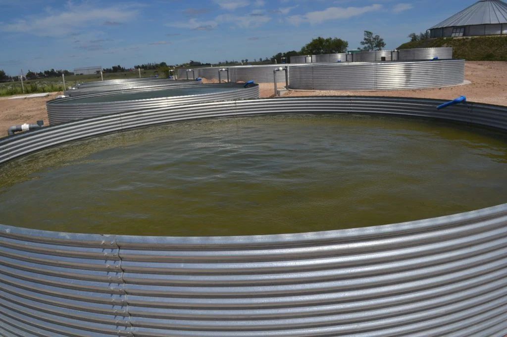 Viabilidad de la salmonicultura en piletones 