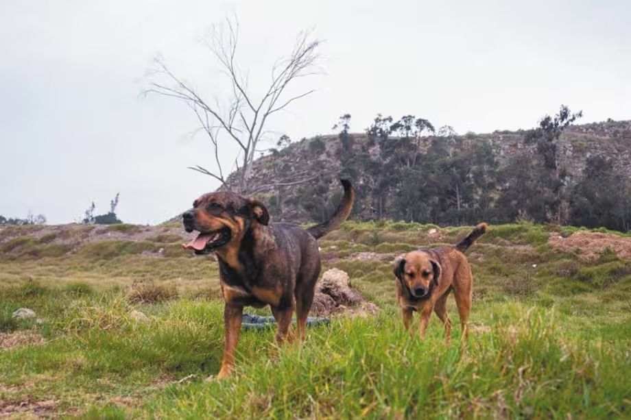 ¨Seguimos sin darle la importancia necesaria al tema¨