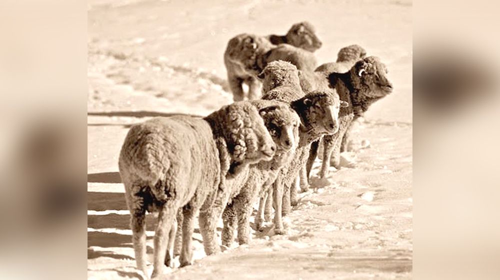 Un crudo invierno produce una mortandad de miles de ovinos