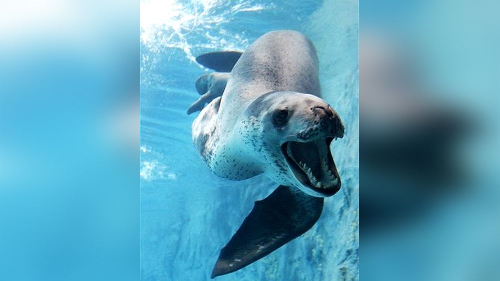 Un leopardo marino convulsiona a las playas de Río Grande