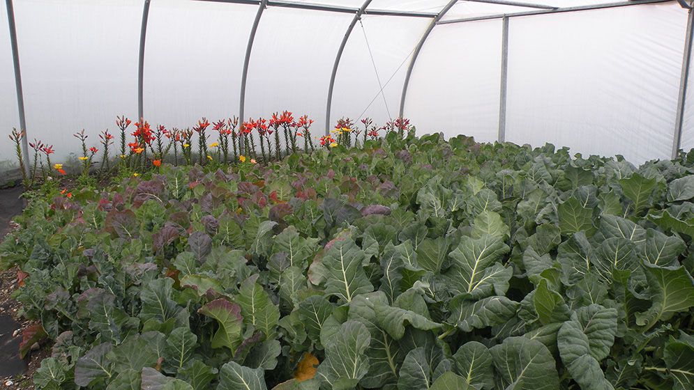 El CADIC diseña un invernadero para producir en la isla	