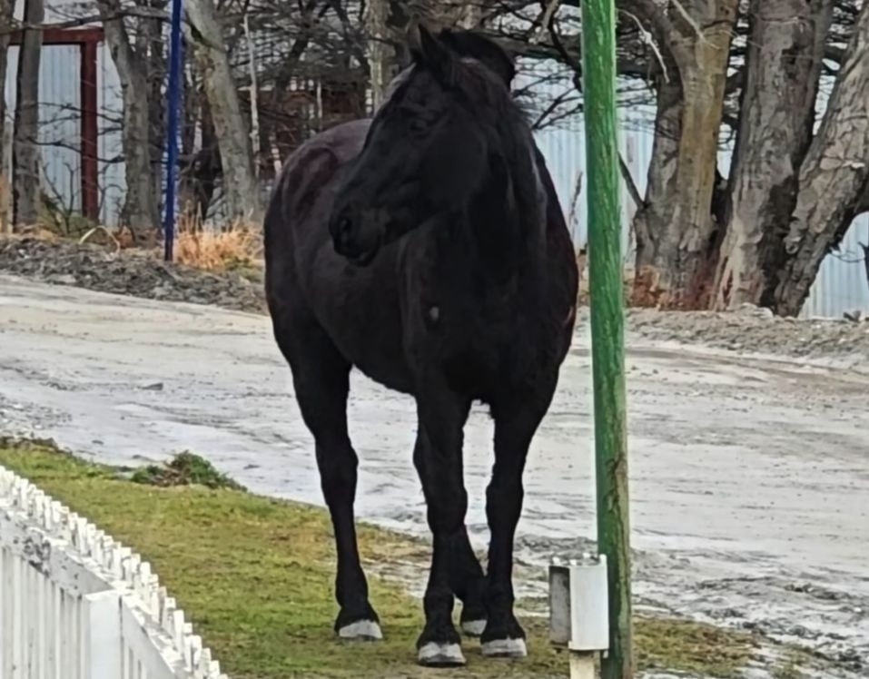 Como en el cine: Caballos salvajes