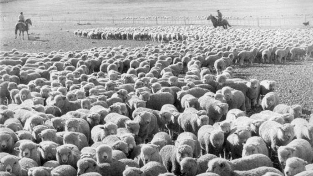 Inician el arreo de cinco mil ovejas por dos mil kilómetros